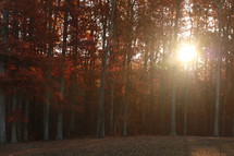 sunburst through tree trunks in a fall forest 