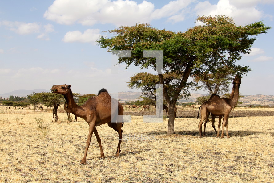 Camels eating leaves off of acid trees in East Africa 