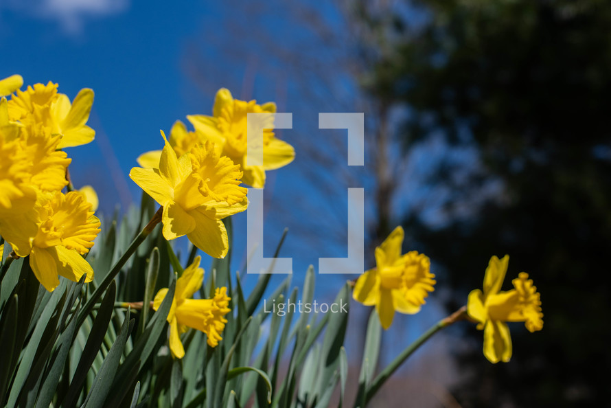 daffodils, yellow spring flowers 