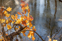 Orange autumn leaves on a branch over water