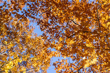 Orange and yellow autumn trees