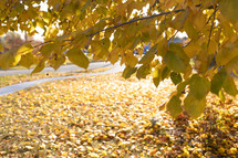 Yellow autumn tree with fallen leaves