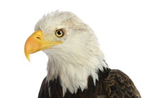 bald eagle head 