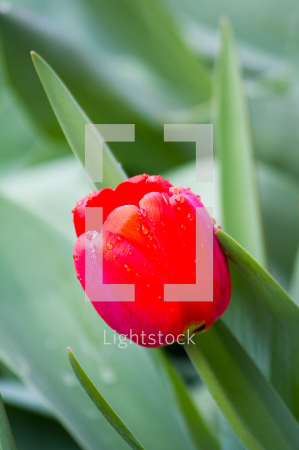 red tulip flower 