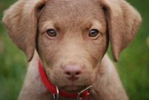 eyes of a Puppy face dog wearing a red collar in the grass