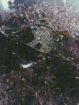 spider web in brush 
