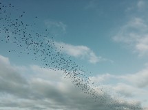 flock of starlings in flight 