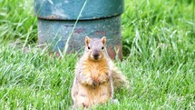 Squirrel in the grass.