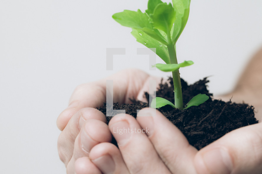cupped hands holding soil and a plant