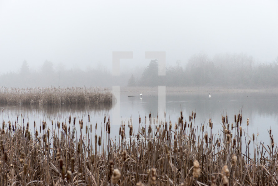 lake shore and fog