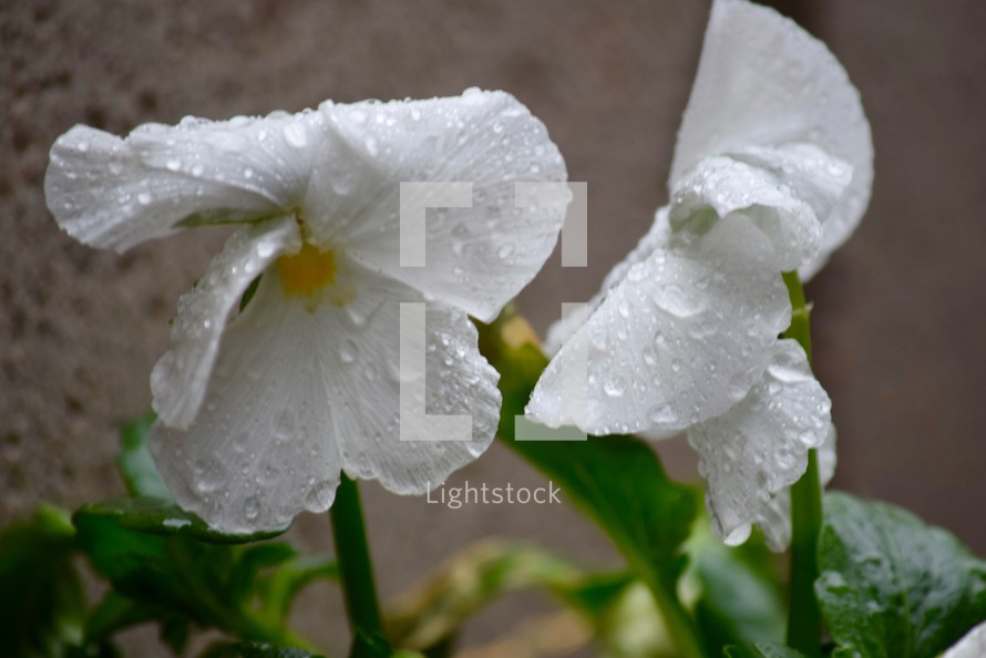 rain drops on white pansies 