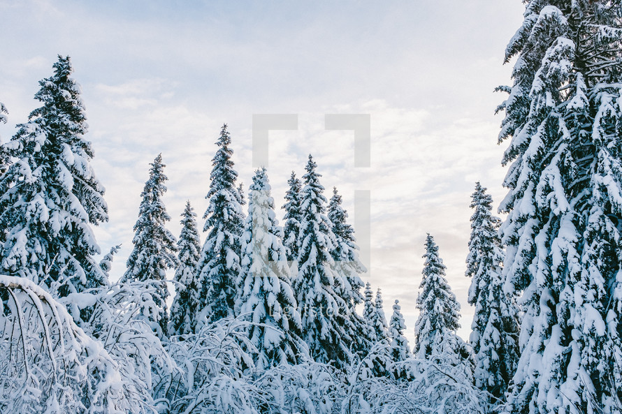 snow on pine trees in a forest 