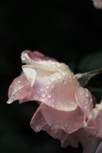 white rose petals 