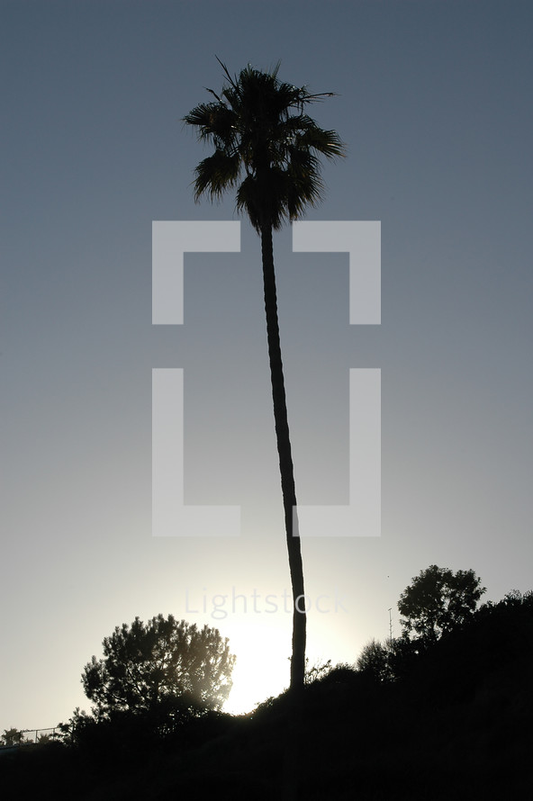 silhouette of a palm tree 