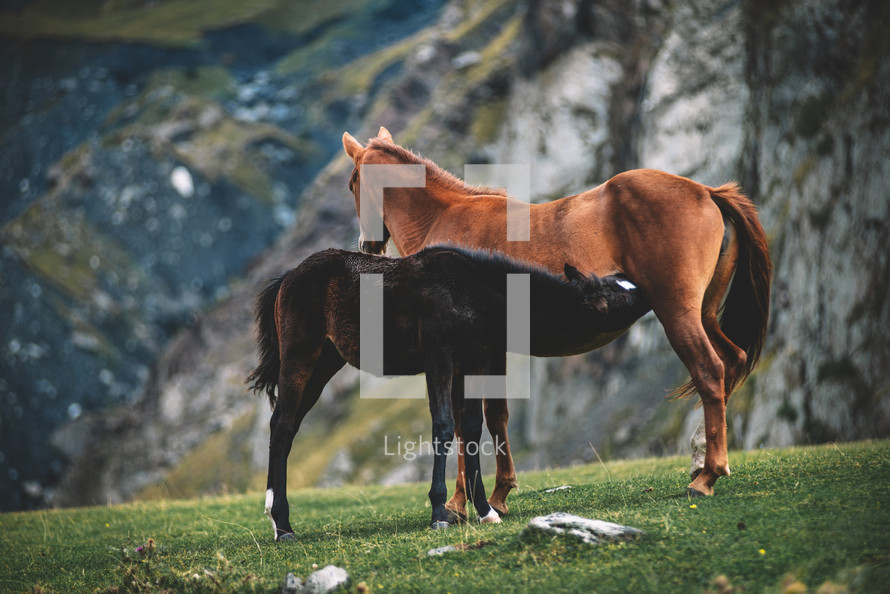 Horses in the wild nature