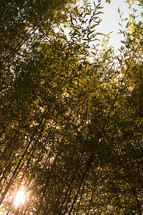 bamboo stalks against the backdrop of the sun