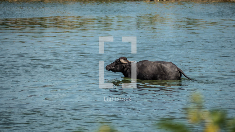 water buffaloes wading in water 