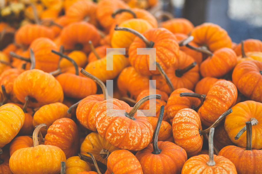 pile of mini pumpkins 