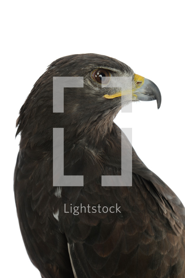 eagle profile on a white background 