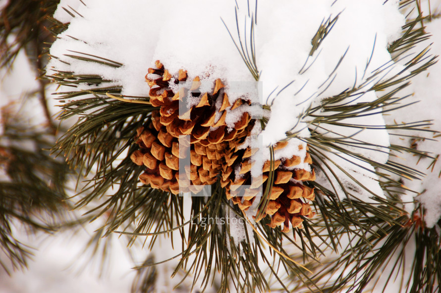 Snow covered pine tree bough.
