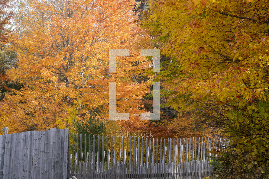 fence and autumn foliage 