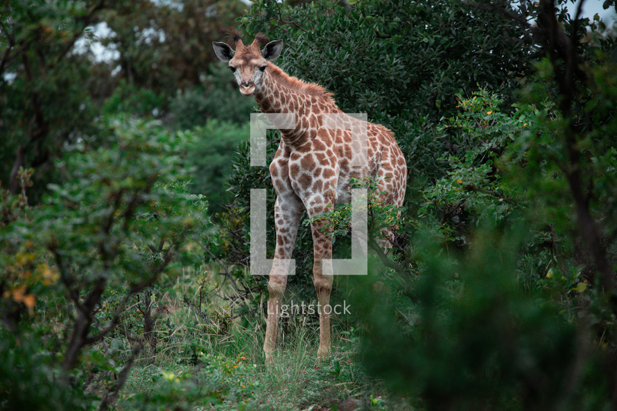 giraffes in Africa 