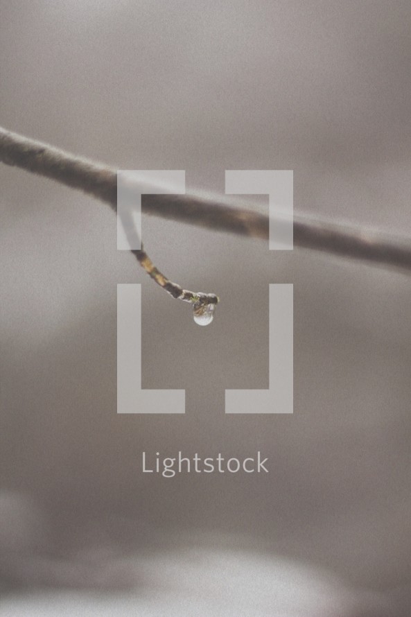 water droplet on a branch