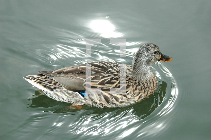 duck floating on the water 