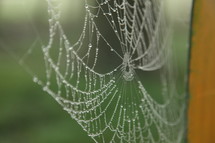 dew on a spider web 