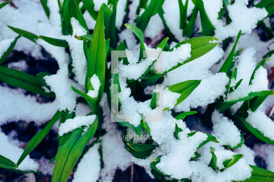 snow on grass closeup 