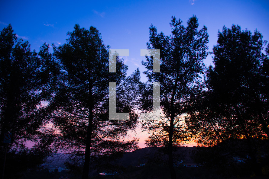 silhouettes of pine trees on a mountaintop at sunset 