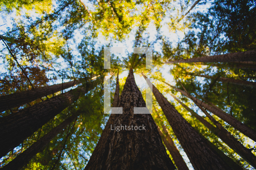 looking up to the tops of trees in a forest, tree trunks in a forest , blur, background, landscape, outdoors, outside, tall, camp, youth camp, camping