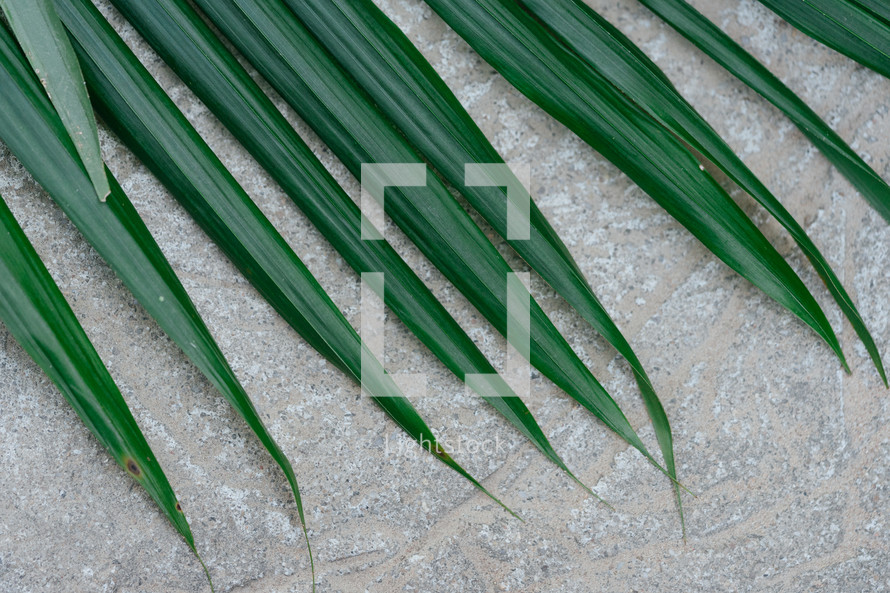 palm leaf on concrete
