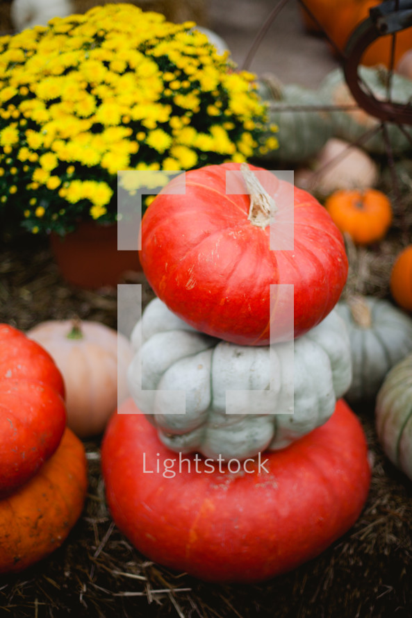 stacked pumpkins 