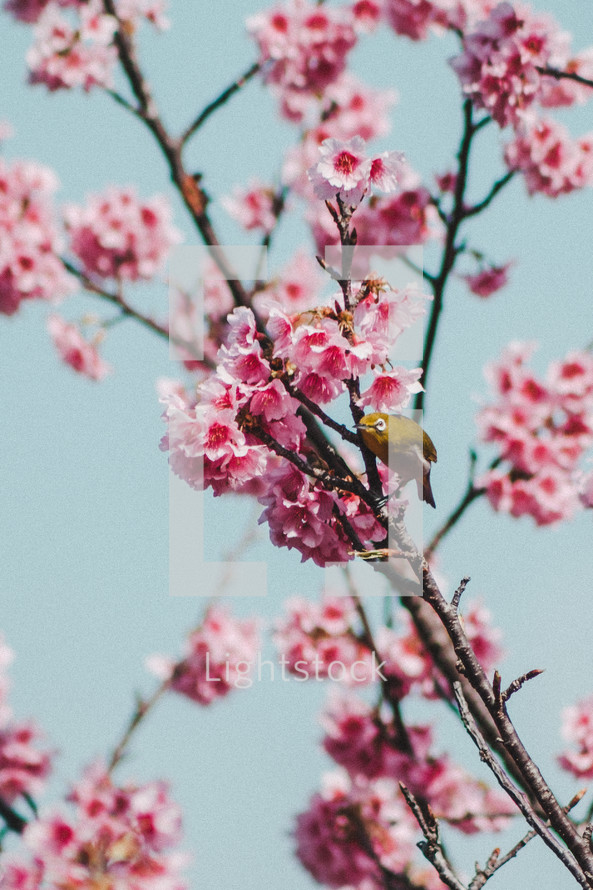 bird and pink spring blossoms 