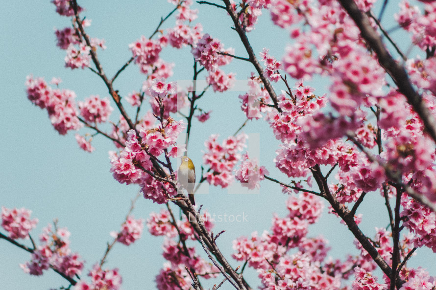 bird and pink spring flowers 
