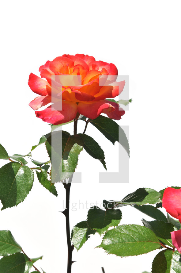 rose against a white background 