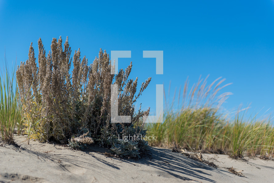 plants on sand dunes on a beach 