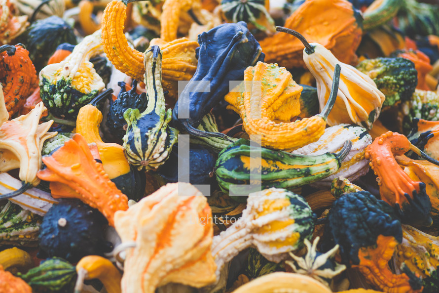 pile of fall gourds 