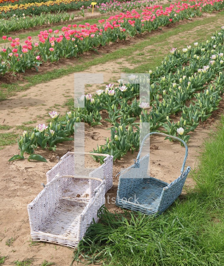 baskets and rows of tulips 