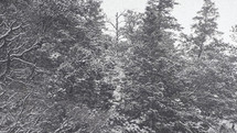 snow on trees in a pine forest 