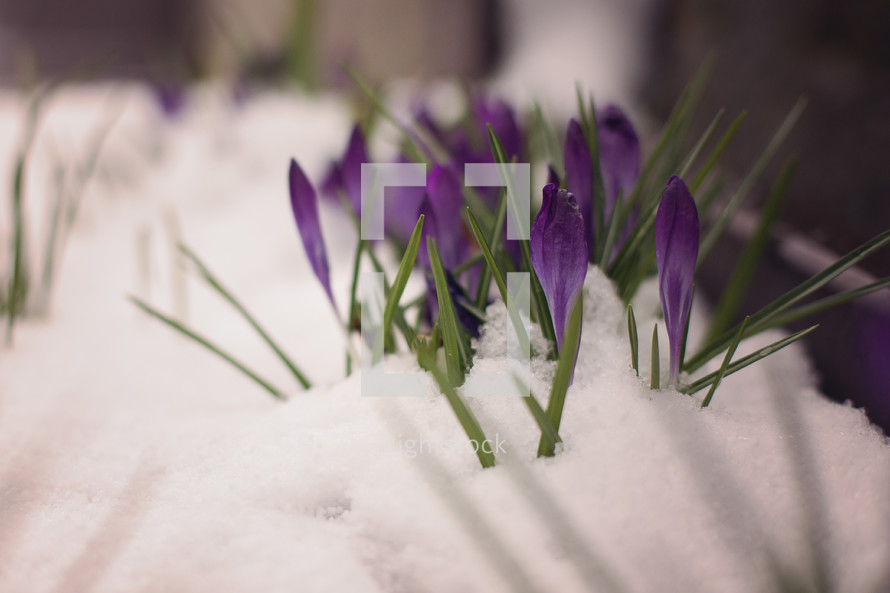 purple flowers in snow 