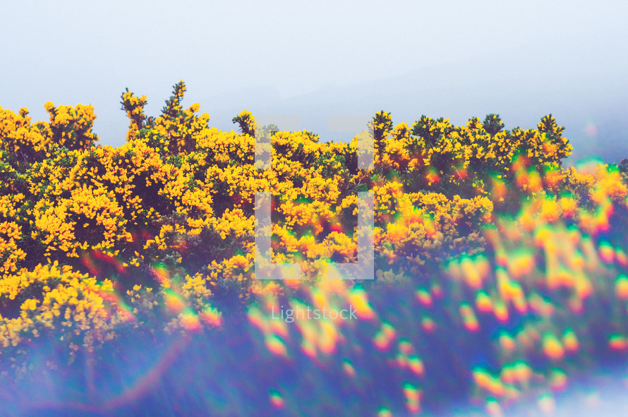 yellow wildflowers on a mountaintop 