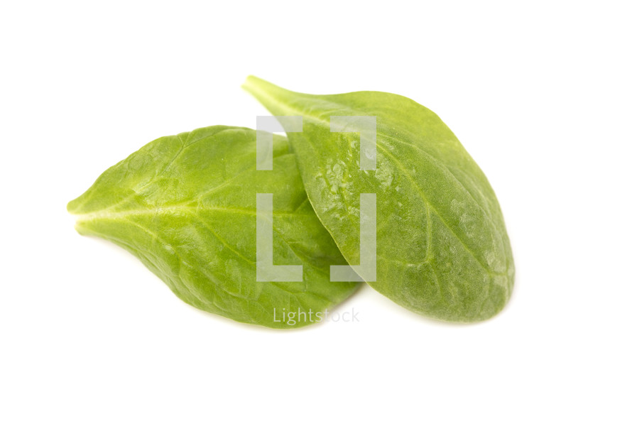 Spinach Leaves on a White Background