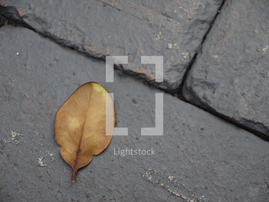 fall leaf on gray bricks 