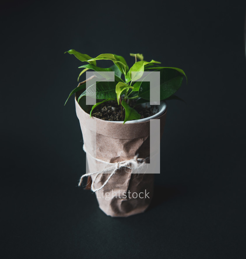 potted plant 