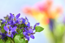 Violets (Viola Odorata) In A vase