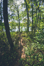 path leading to a lake 