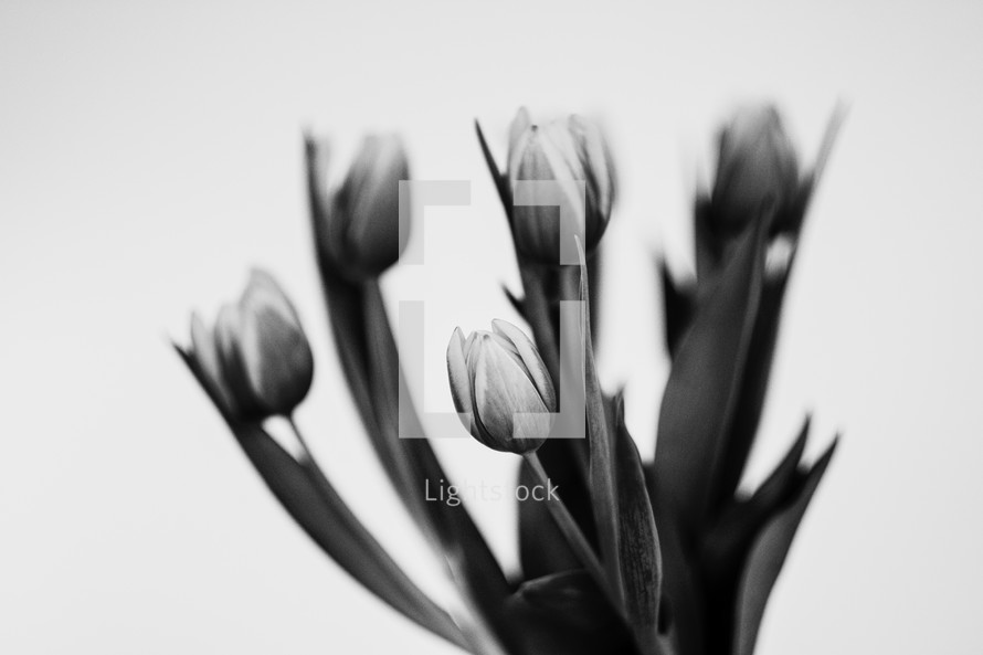 tulips in black and white 