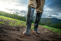 Close up boots. Farmer survey in his cornfield at sunset watching his crop.